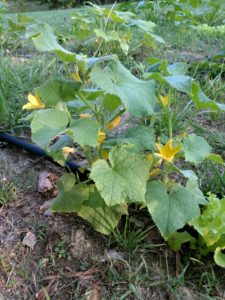 squash blooms